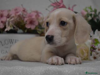 Miniature Dachshund dogs KC Smooth Coat Miniature Dachshund Puppies - Advert 3