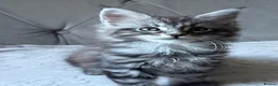 Maine Coon cats for sale: Large Tica Polly kittens - Advert 4