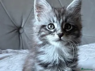 Maine Coon cats Large Tica Polly kittens - Advert 1