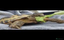 Tortoise reptiles for sale: Tortoise called Turbo - Advert 5
