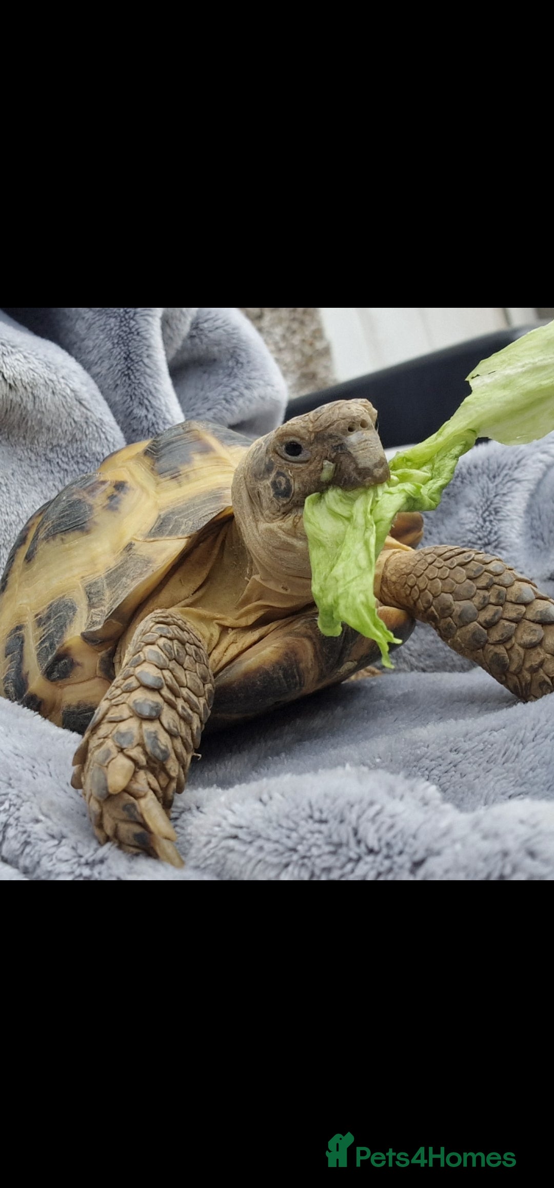Tortoise reptiles for sale: Tortoise called Turbo - Advert 5