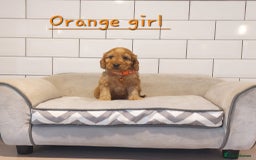 Cockapoo dogs for sale: F1 Cockapoo puppies - Advert 9