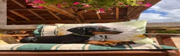 Dobermann dogs for sale: upcoming litter  - Advert 1