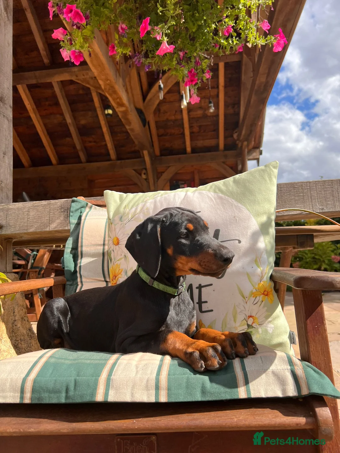 Dobermann dogs for sale: upcoming litter  - Advert 1
