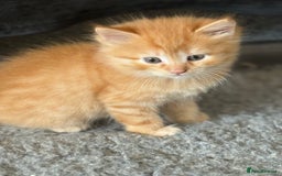 Ragdoll cats for sale: Fluffy Ragdoll cross kittens  - Image 10