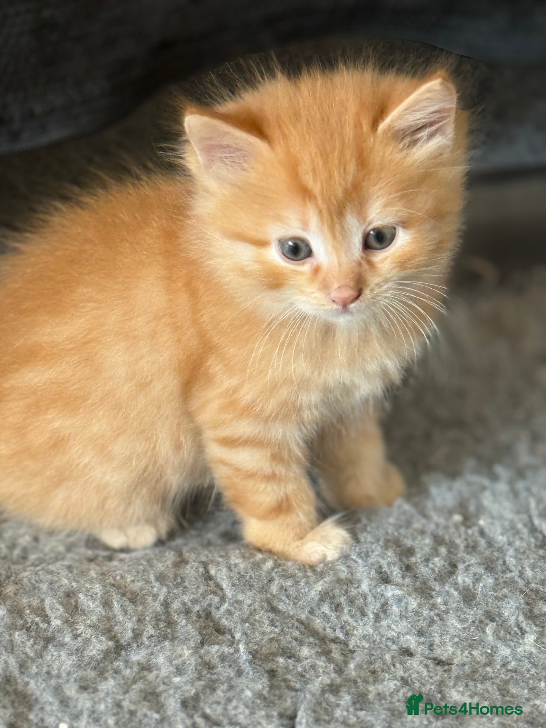 Ragdoll cats for sale: Fluffy Ragdoll cross kittens  - Image 10