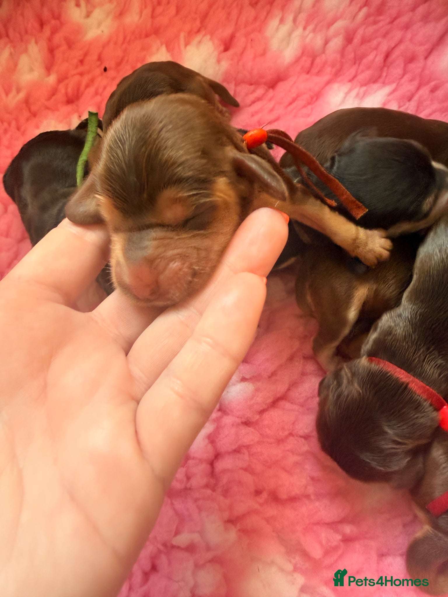 Cocker Spaniel dogs Outstanding KC registered Cocker Spaniel Puppies  - Advert 1
