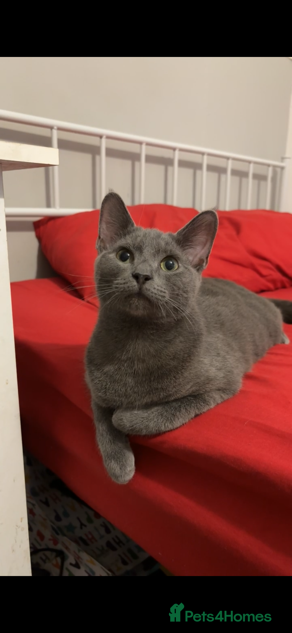 Mixed Breed cats Adorable British Shorthair Mix Boy Kitten for Sale - Advert 1