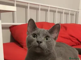 Mixed Breed cats Adorable British Shorthair Mix Boy Kitten for Sale - Advert 1