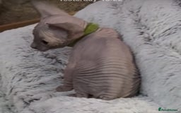 Sphynx cats for sale: Sphinx kittens for sale. Born 06/10/2025 - Image 5