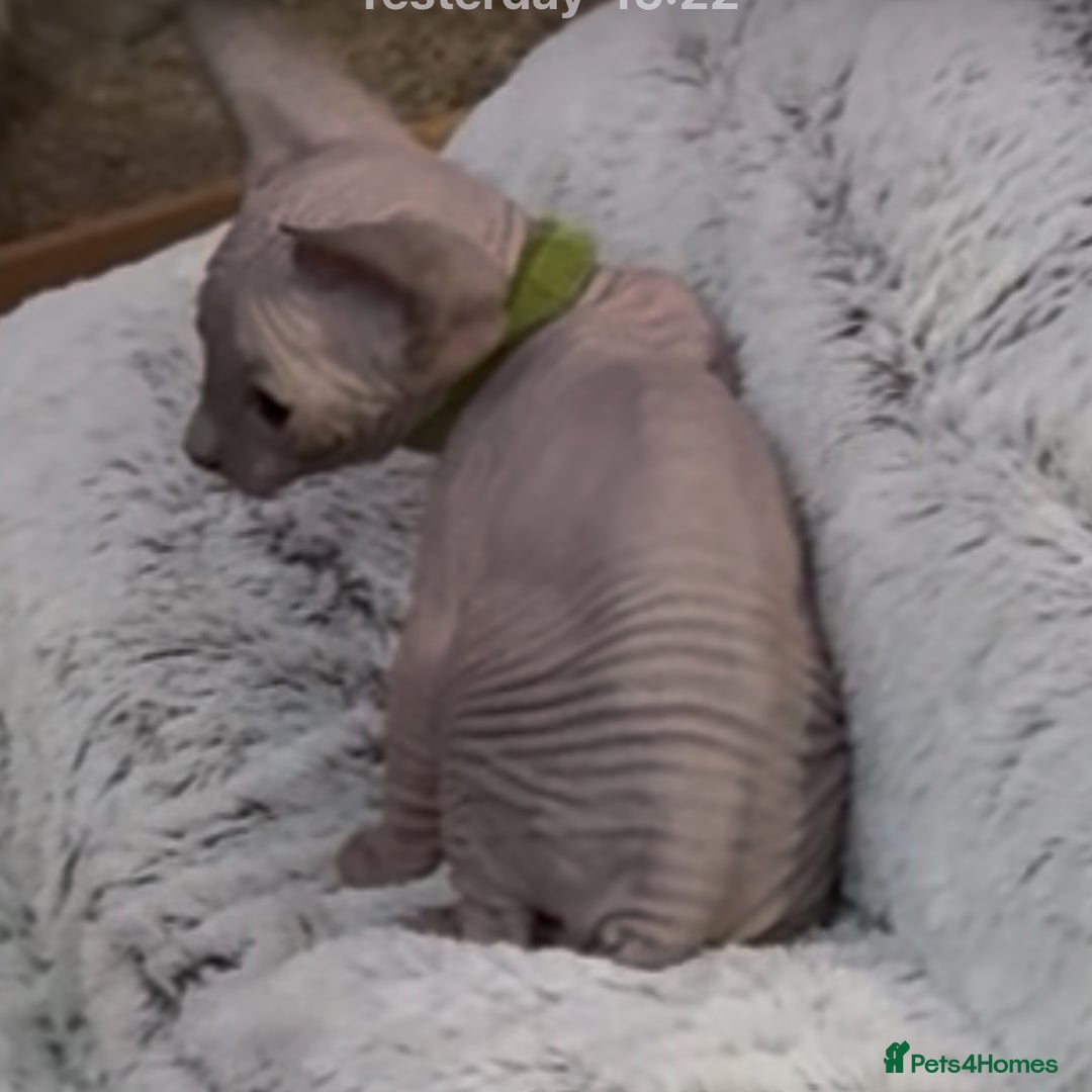 Sphynx cats for sale: Sphinx kittens for sale. Born 06/10/2025 - Image 5