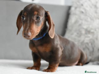 Miniature Dachshund dogs Miniature Dachshund Boys **LAST BOY** - Advert 1