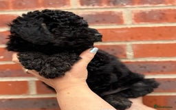 Miniature Poodle dogs for sale: Miniature Poodle Puppies from DNA tested Parents - Image 2