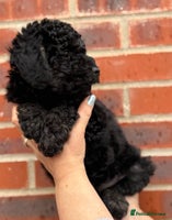 Miniature Poodle dogs - Advert 4
