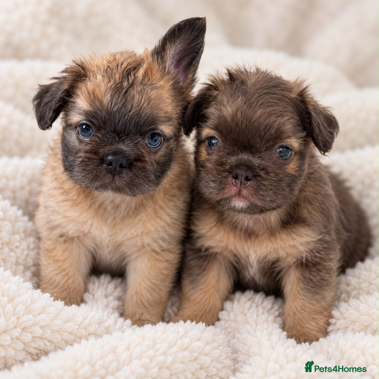 French Bulldog dogs 2 lovely Boys available Fluffy Frenchbulldogs - Advert 8