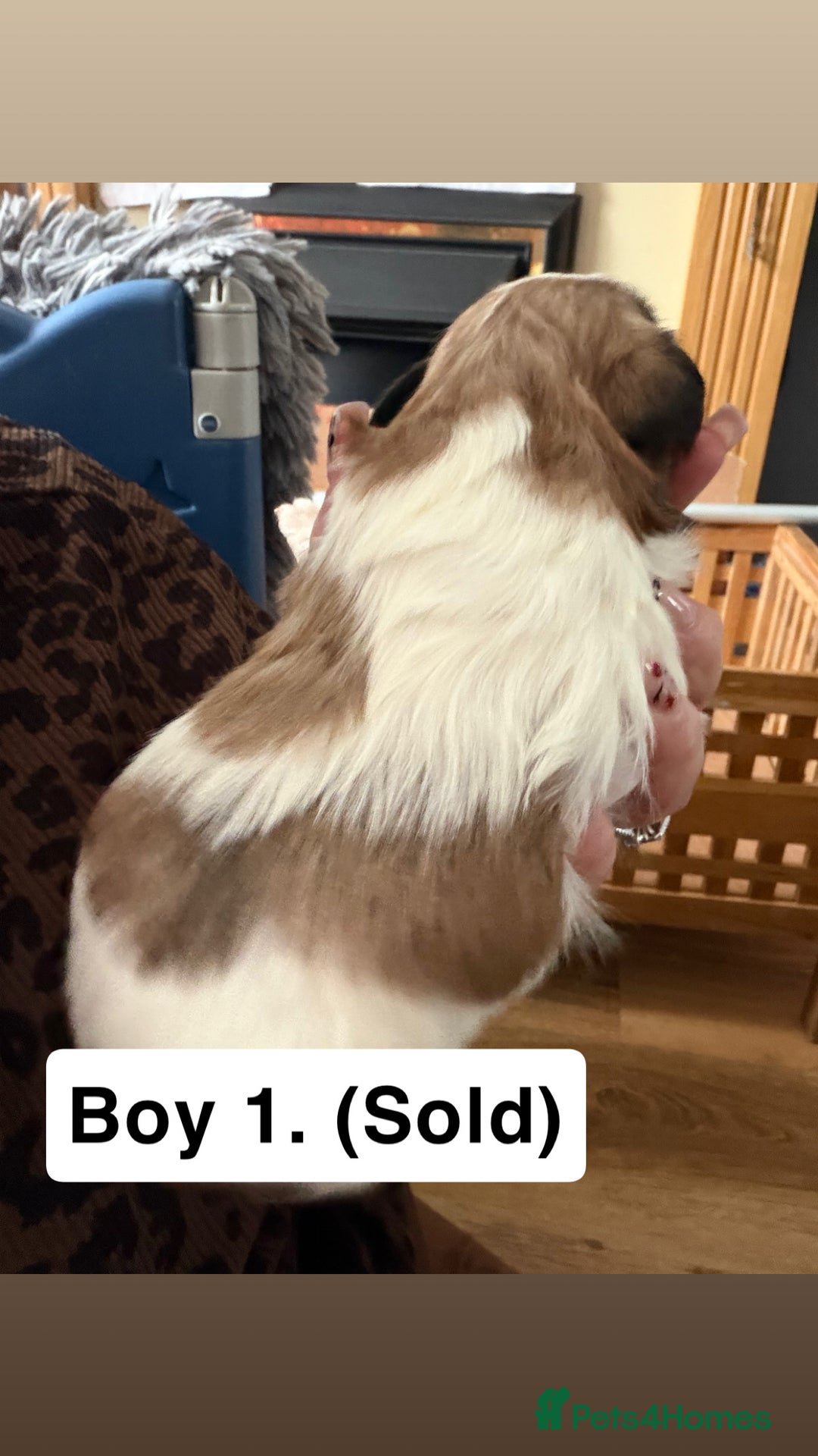 Shihpoo dogs for sale: Shitzu cross poodle puppies - Advert 8