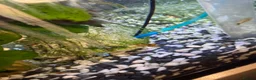 Platies fish for sale: Platys, mollies, swardtails, guppies  - Advert 2