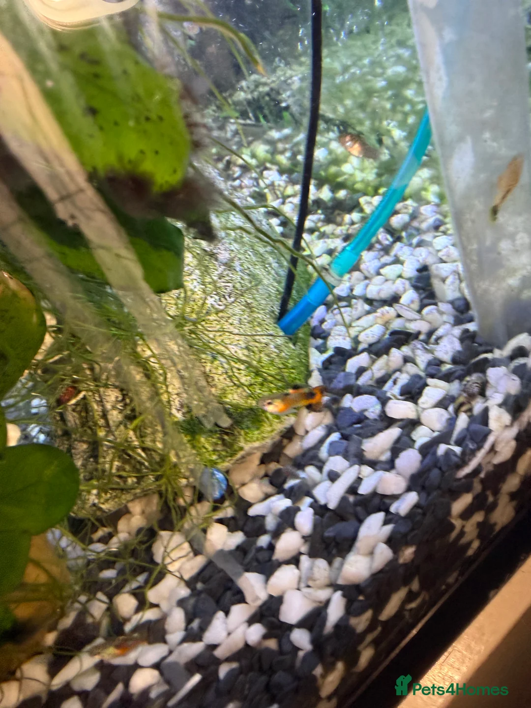 Platies fish for sale: Platys, mollies, swardtails, guppies  - Advert 2