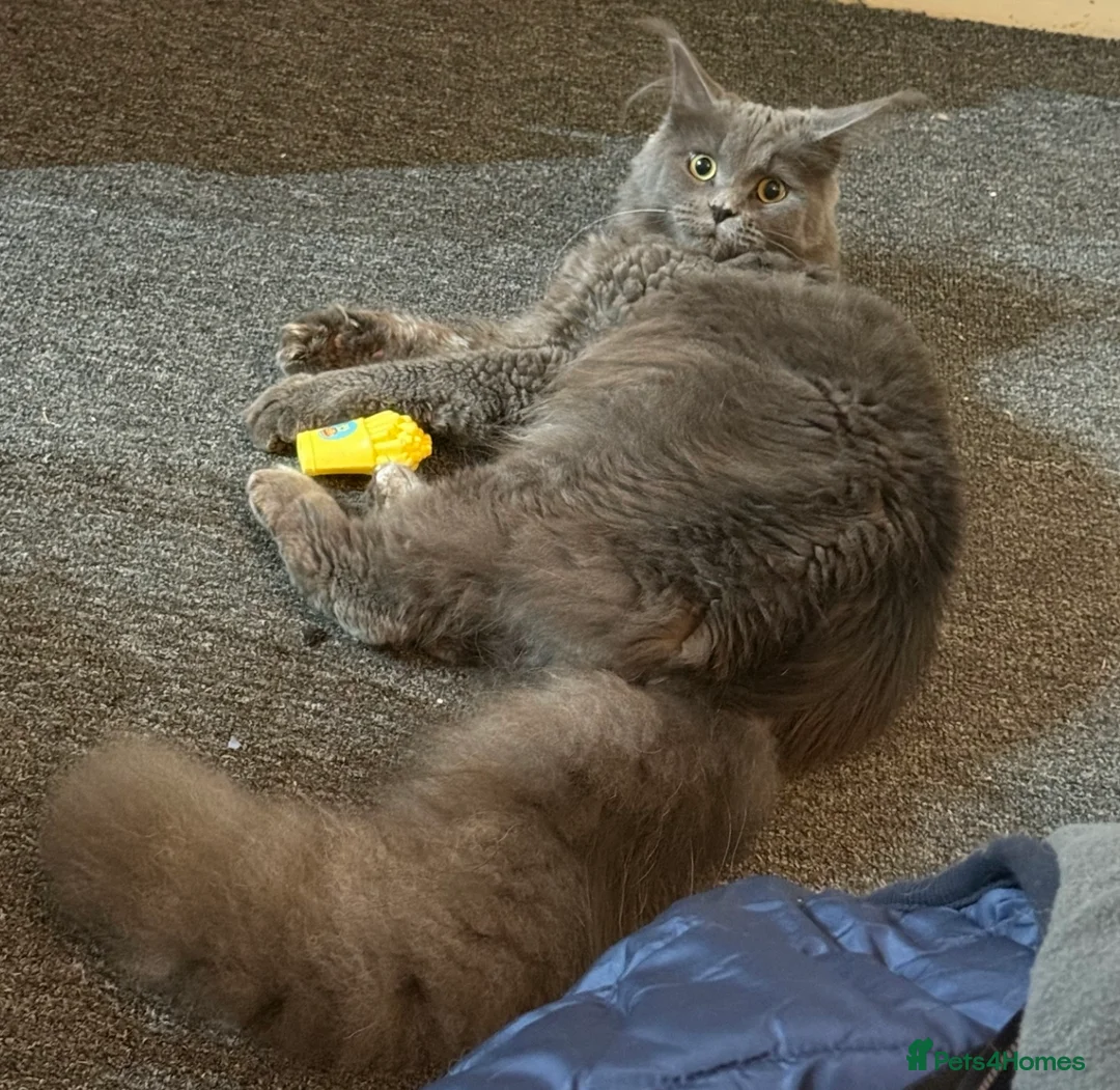 Maine Coon cats for sale: Beautiful Maine Coon - Advert 2