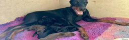 Dobermann dogs for sale: Health tested European puppies  - Advert 30