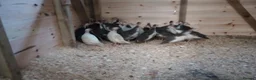 Guinea Fowl poultry for sale: Guinea Fowl/ Gleanies - Advert 2