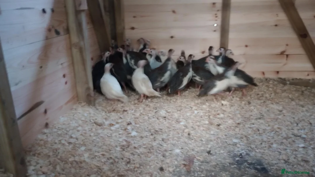 Guinea Fowl poultry for sale: Guinea Fowl/ Gleanies - Advert 2