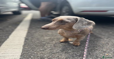 Miniature Dachshund dogs - Advert 9