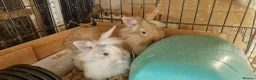 Lionhead rabbits for sale: Lovely tempered little lionhead babies- m and f - Advert 20