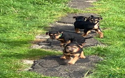 Lakeland Terrier dogs for sale: Lakeland Terrier pups for sale - Image 1