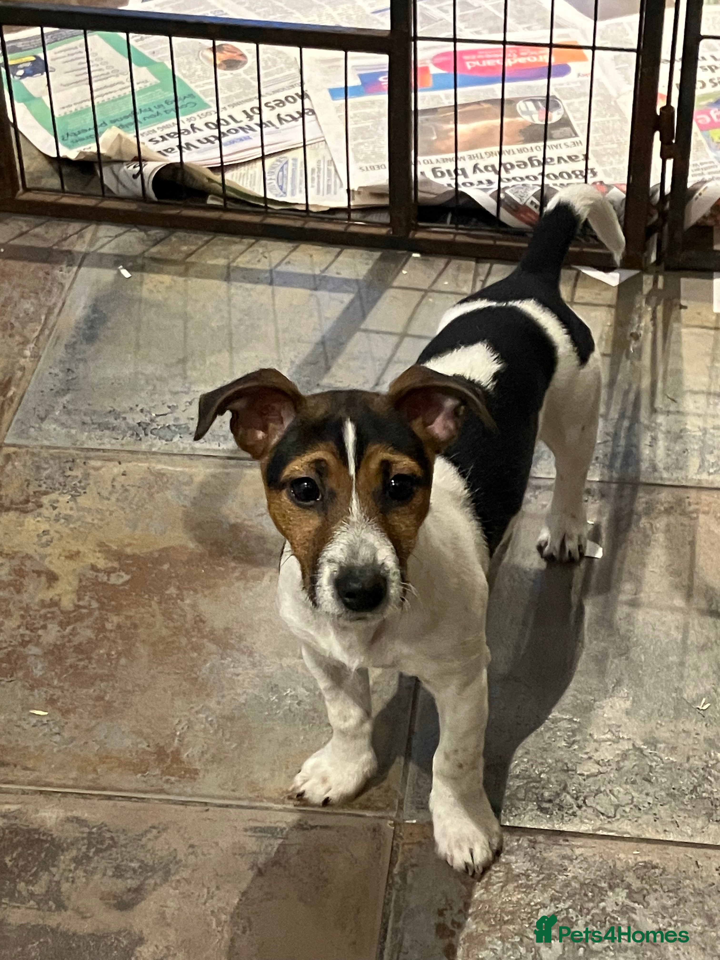 Jack Russell dogs Jack Russell  - Advert 12