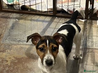 Jack Russell dogs Jack Russell - Advert 6