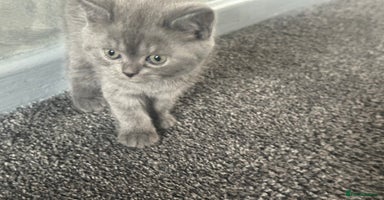British Shorthair cats - Advert 15