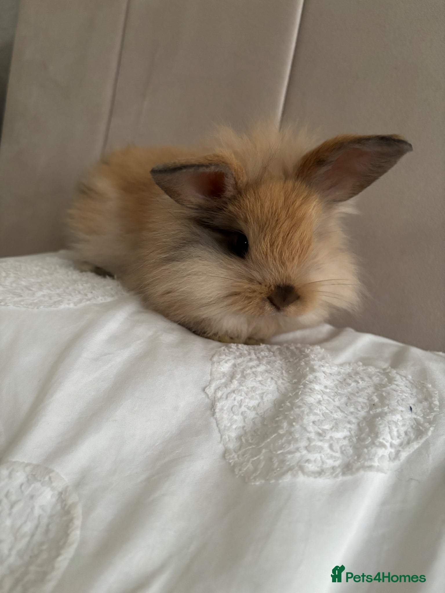 Mini Lion Lop rabbits 1 gorgeous mini lop X lion head bunny for sale.  - Advert 9