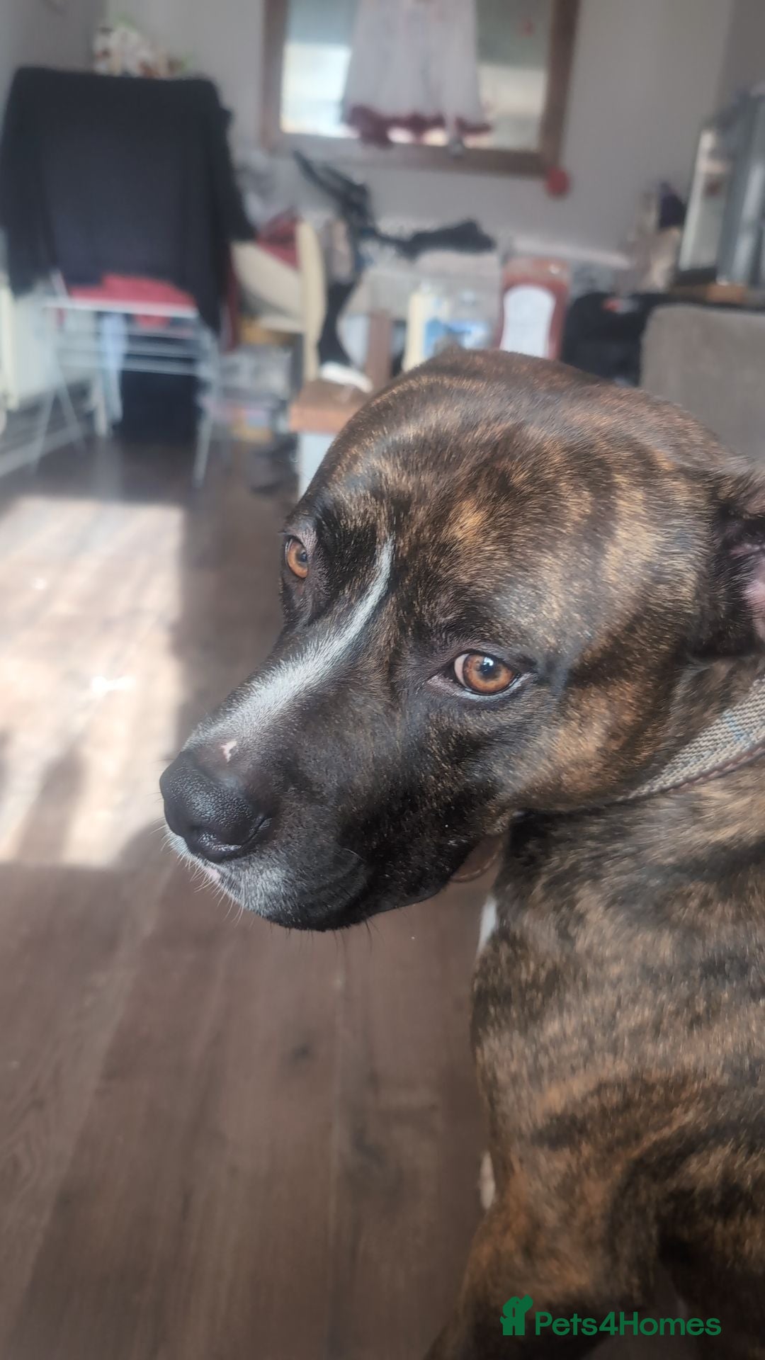 American Bull Staffy dogs for stud: For Stud - Image 6