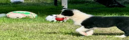 Border Collie dogs for sale: Gorgeous Male Collie Pup! Ready Now!  - Advert 8