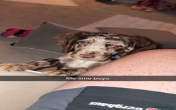 Cocker Spaniel dogs for sale: Cocker spaniel  - Advert 9