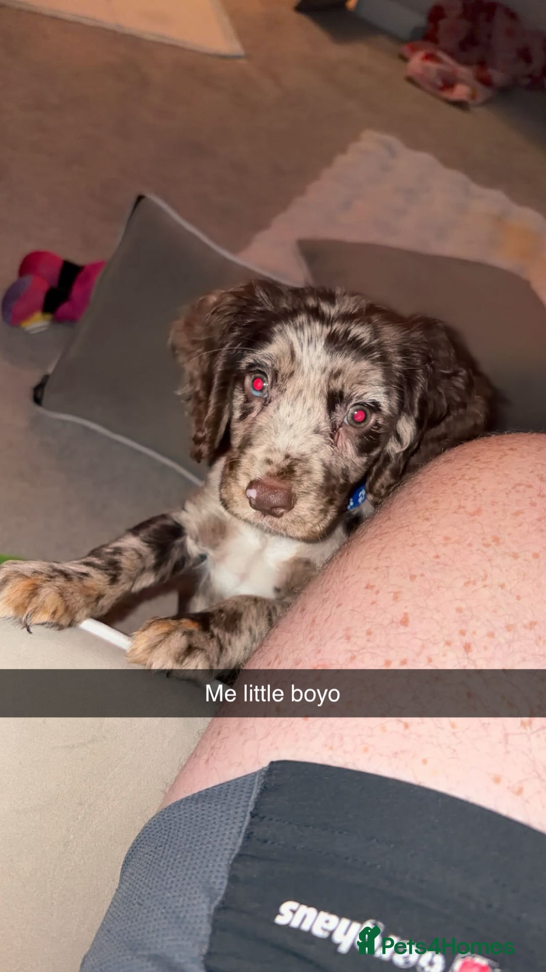 Cocker Spaniel dogs for sale: Cocker spaniel  - Advert 9