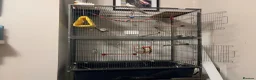 Cockatiels birds for sale: 2 year old pure albino cockatiel female  - Advert 10