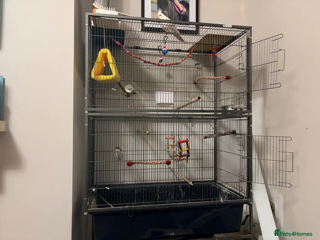 Cockatiels birds for sale: 2 year old pure albino cockatiel female  - Advert 10