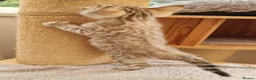 Bengal cats for sale: TICA Purebred rosetted Bengal Kittens - Advert 11