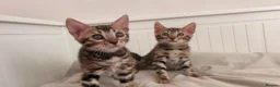 Bengal cats for sale: Tica Registered Bengal Kittens - Snow and Brown - Advert 21