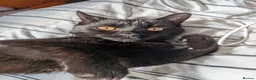 Mixed Breed cats for sale: Truffles black kitten  in Milton Keynes - Advert 8