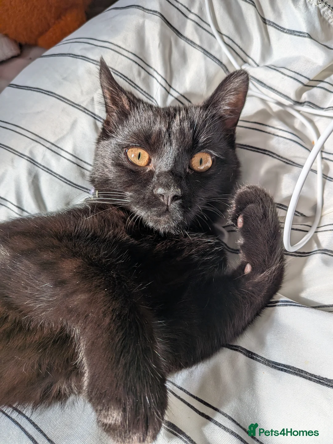 Mixed Breed cats for sale: Truffles black kitten  in Milton Keynes - Advert 8