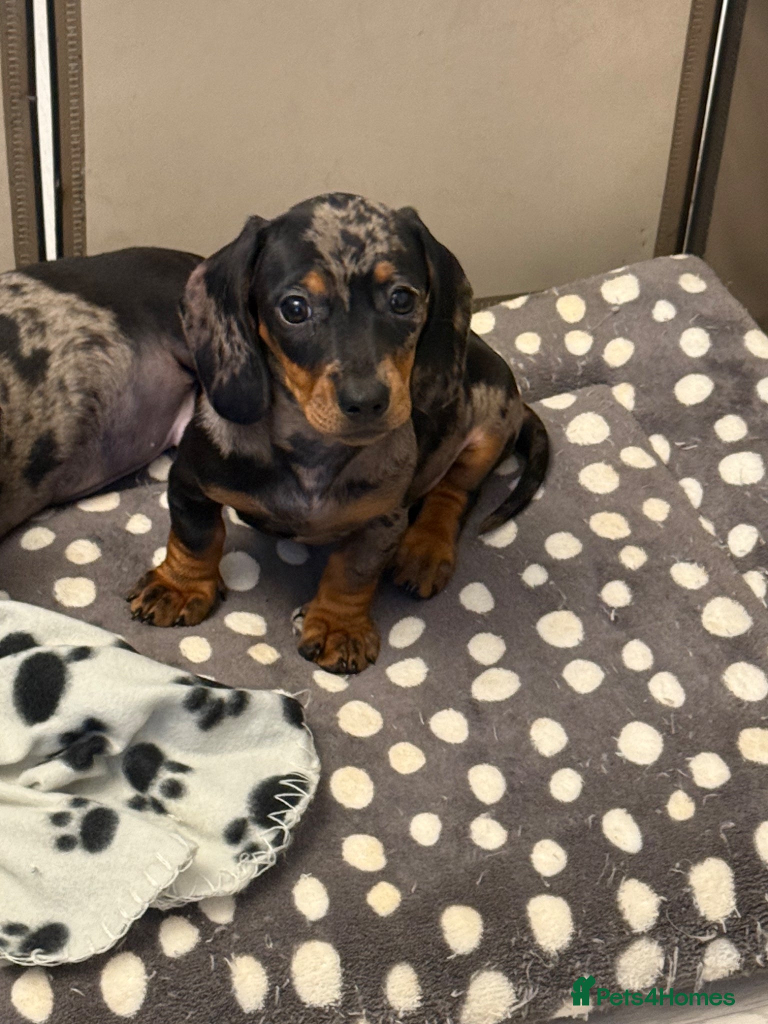 Miniature Dachshund dogs Ministure dachshund  - Advert 12