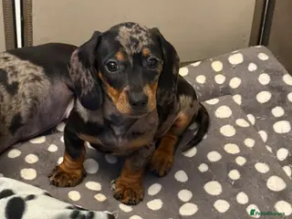 Miniature Dachshund dogs Ministure dachshund - Advert 12