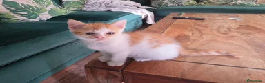Mixed Breed 1