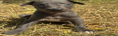 Whippet 5