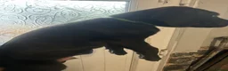 Mixed Breed dogs for sale: Stunning cane corso / Doberman puppies - Advert 11