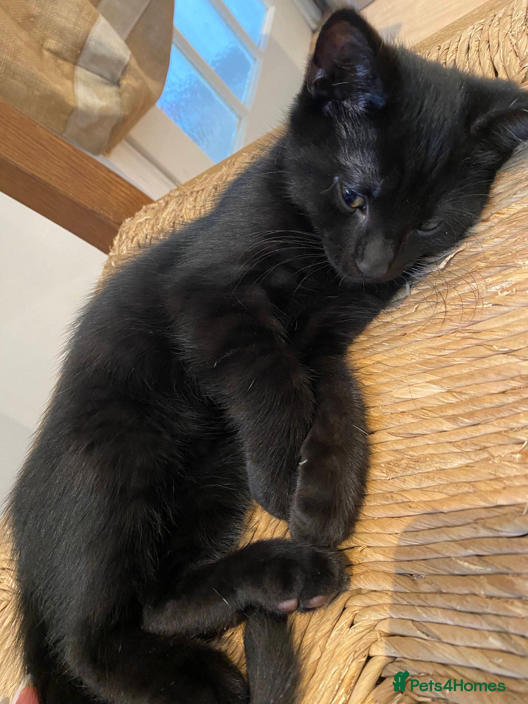 Domestic Shorthair cats for sale: 3 gorgeous kittens ready for their new home - Image 11