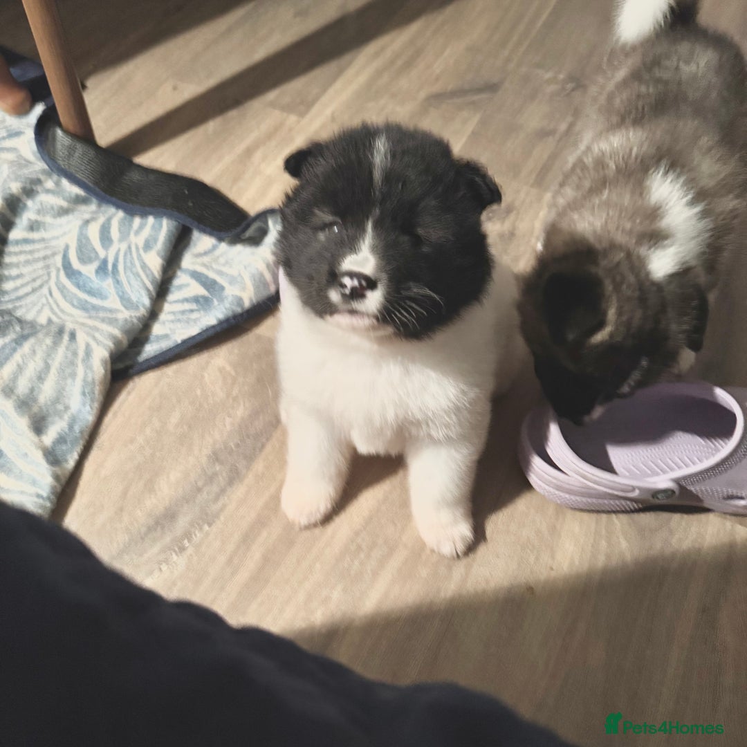 Akita dogs for sale: Quality Family Raised American Akita Puppies - Image 18